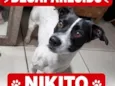 Nikito