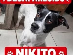 Cachorro raça SRD-ViraLata idade 2 anos nome Nikito