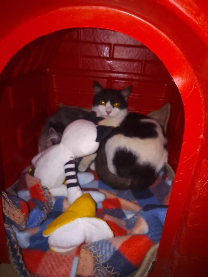 Gato raça SRD-ViraLata idade 2 a 6 meses nome frajola 