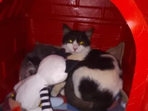 Gato raça SRD-ViraLata idade 2 a 6 meses nome frajola 