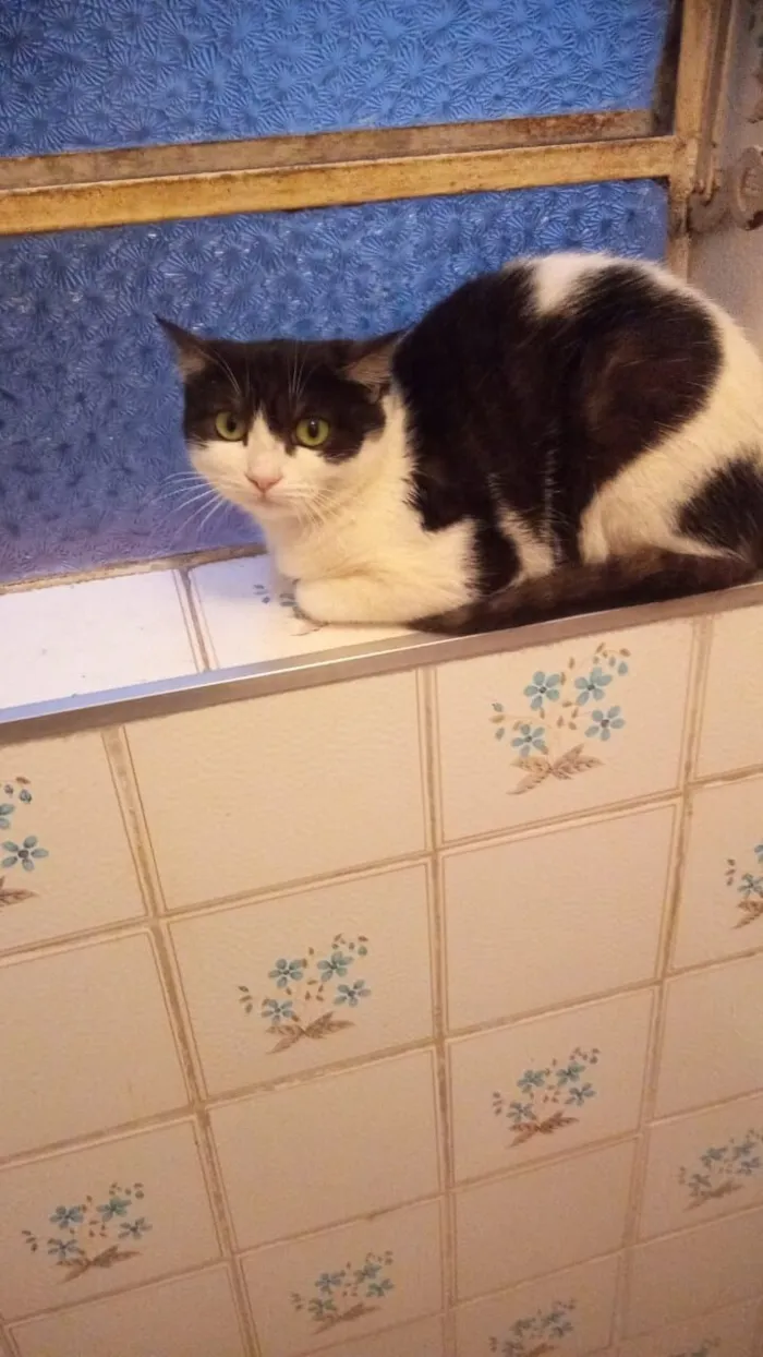 Gato raça SRD-ViraLata idade 2 a 6 meses nome frajola 