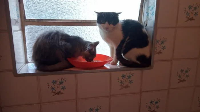 Gato raça SRD-ViraLata idade 2 a 6 meses nome frajola 