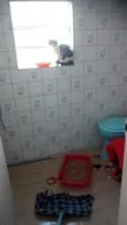frajola 