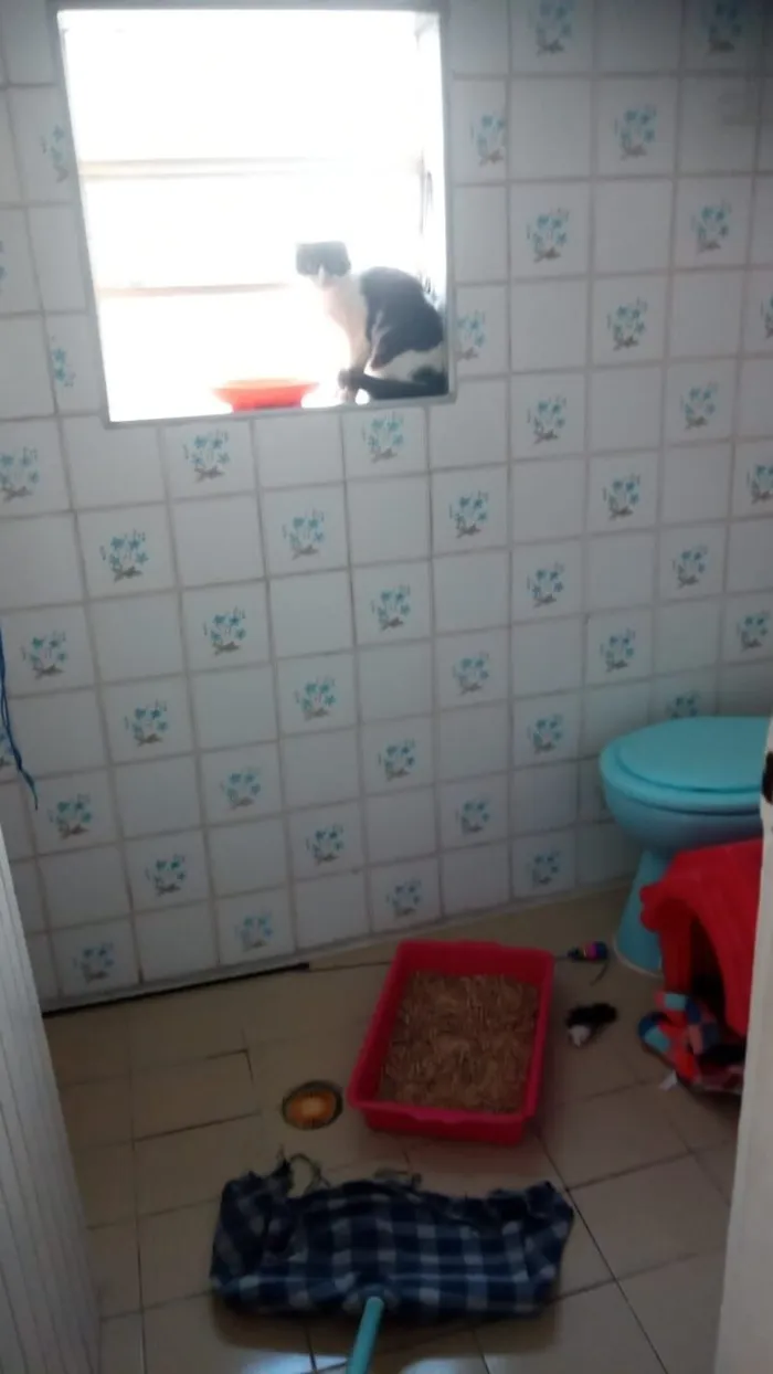 Gato raça SRD-ViraLata idade 2 a 6 meses nome frajola 