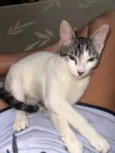Apollo