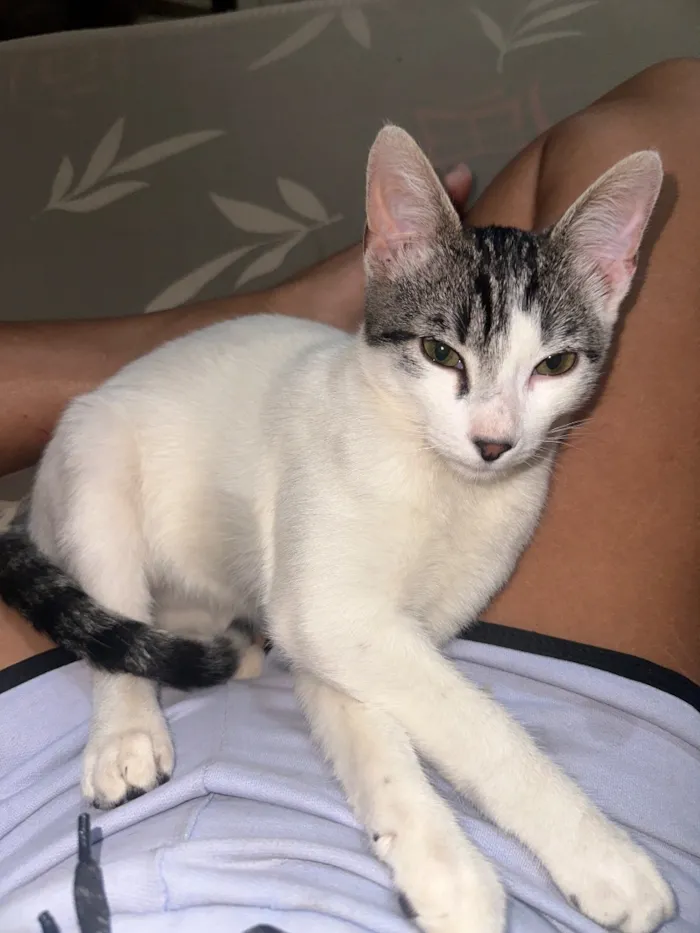 Gato raça SRD-ViraLata idade 2 a 6 meses nome Apollo