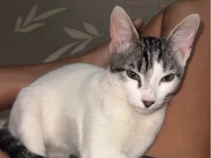 Gato raça SRD-ViraLata idade 2 a 6 meses nome Apollo