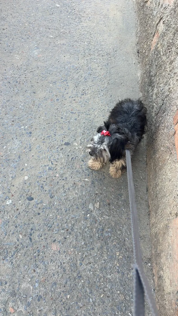Cachorro raça SRD-ViraLata idade 2 a 6 meses nome Yuc