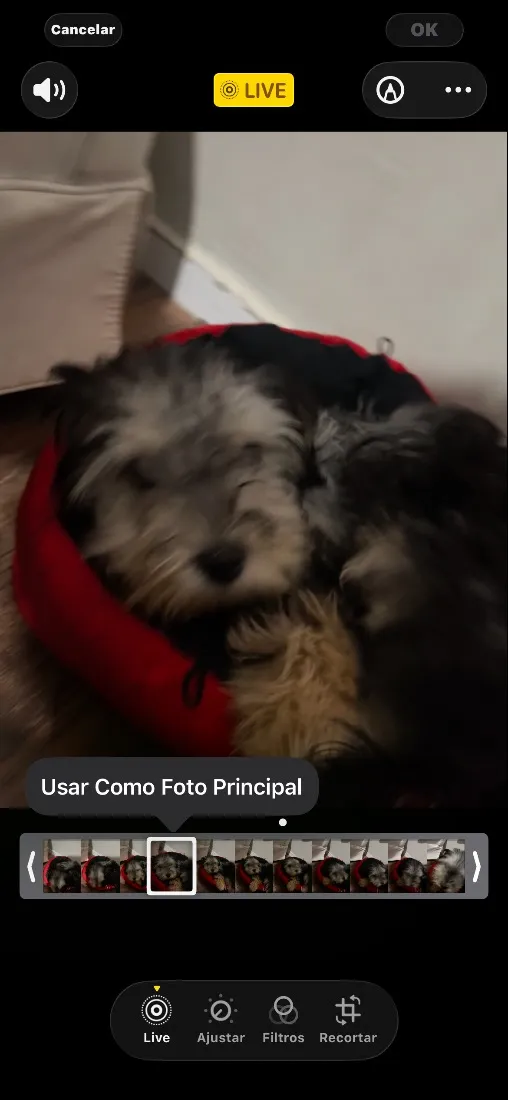 Cachorro raça SRD-ViraLata idade 2 a 6 meses nome Yuc