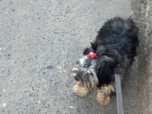 Cachorro raça SRD-ViraLata idade 2 a 6 meses nome Yuc