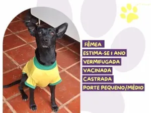 Cachorro raça SRD-ViraLata idade 1 ano nome Jade