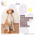 Joe