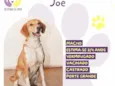 Joe