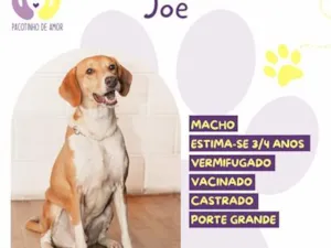 Cachorro raça SRD-ViraLata idade 3 anos nome Joe
