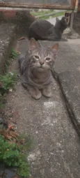 Lince