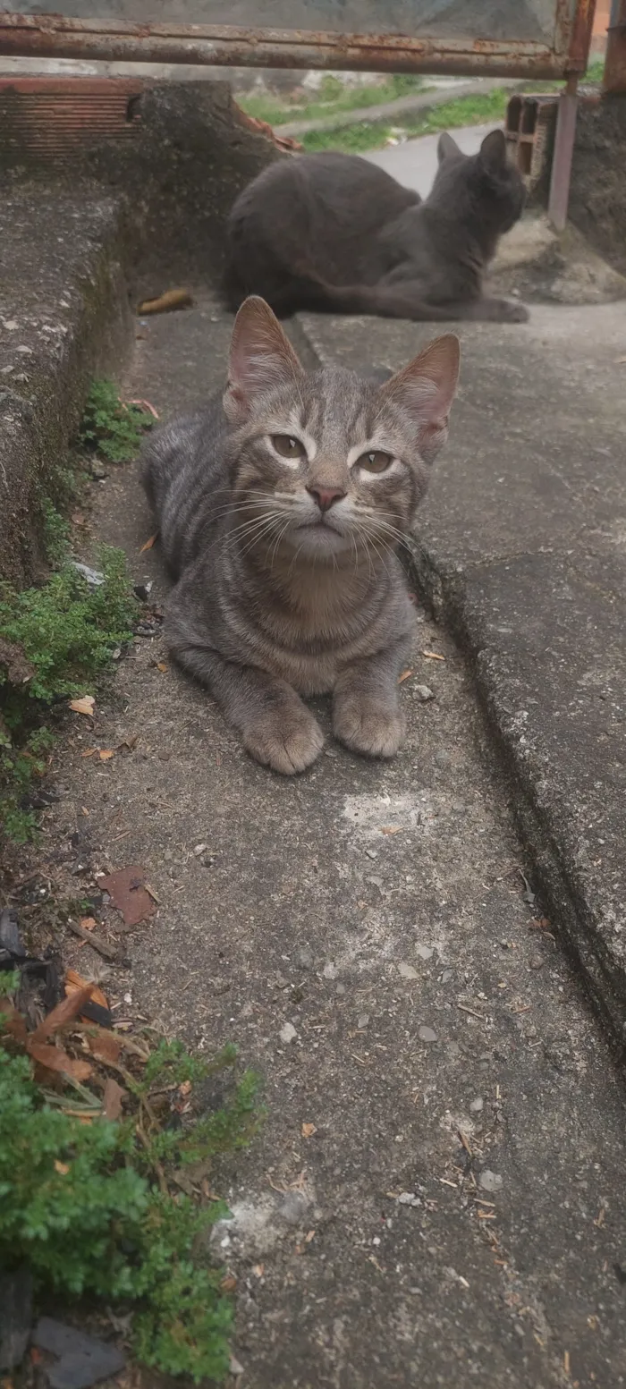 Gato raça SRD-ViraLata idade 2 a 6 meses nome Lince