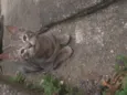 Lince