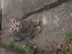 Gato raça SRD-ViraLata idade 2 a 6 meses nome Lince