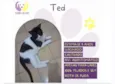 Ted