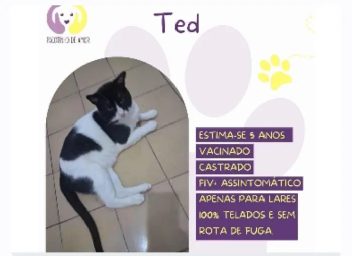 Gato raça SRD-ViraLata idade 5 anos nome Ted