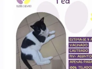 Gato raça SRD-ViraLata idade 5 anos nome Ted