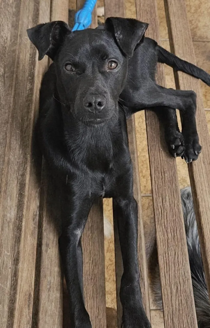 Cachorro raça SRD-ViraLata idade 7 a 11 meses nome Black
