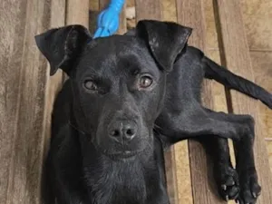 Cachorro raça SRD-ViraLata idade 7 a 11 meses nome Black