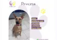 Princesa