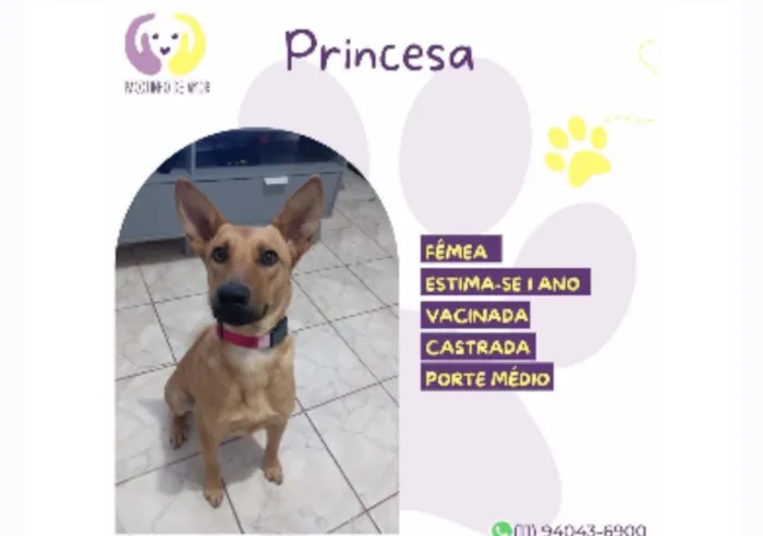 Cachorro raça SRD-ViraLata idade 1 ano nome Princesa