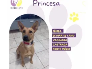 Cachorro raça SRD-ViraLata idade 1 ano nome Princesa