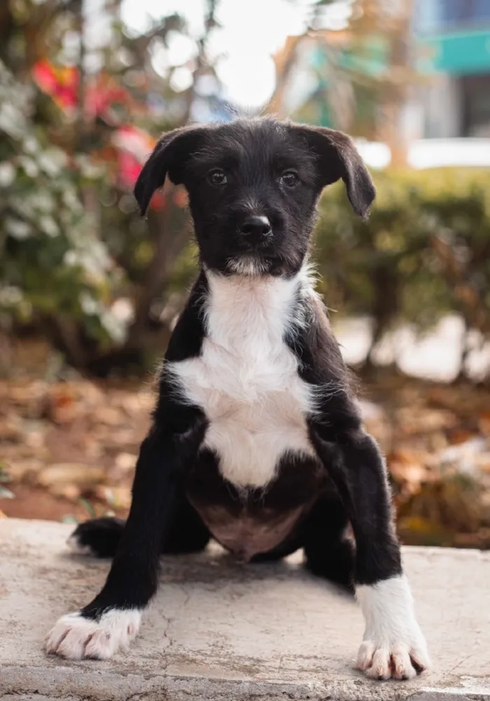 Cachorro raça SRD-ViraLata idade 7 a 11 meses nome Sonho
