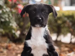 Cachorro raça SRD-ViraLata idade 7 a 11 meses nome Sonho