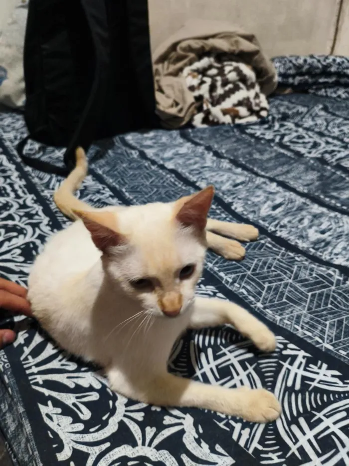 Gato raça SRD-ViraLata idade 2 anos nome Snow