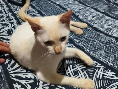 Gato raça SRD-ViraLata idade 2 anos nome Snow