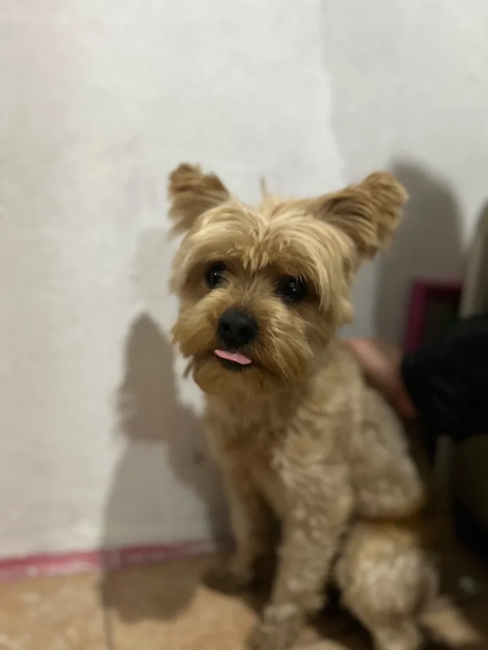 Cachorro raça SRD-ViraLata idade 2 anos nome Neném 