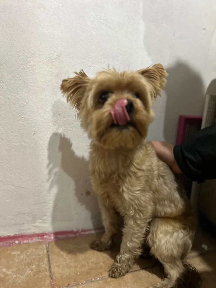 Cachorro raça SRD-ViraLata idade 2 anos nome Neném 