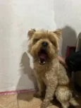 Neném 