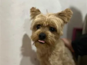 Cachorro raça SRD-ViraLata idade 2 anos nome Neném 