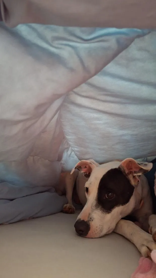 Cachorro raça SRD-ViraLata idade 7 a 11 meses nome Zoe