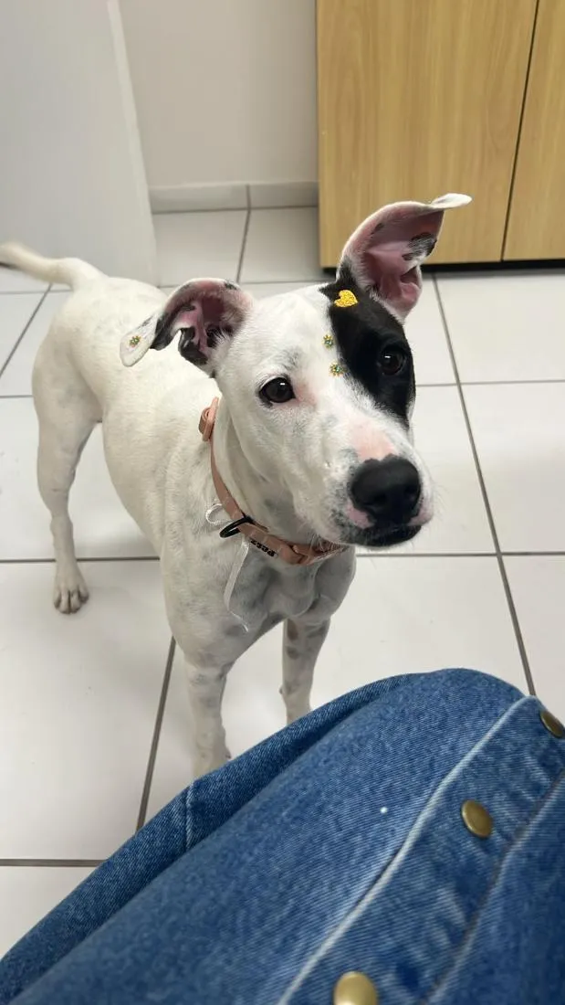Cachorro raça SRD-ViraLata idade 7 a 11 meses nome Zoe