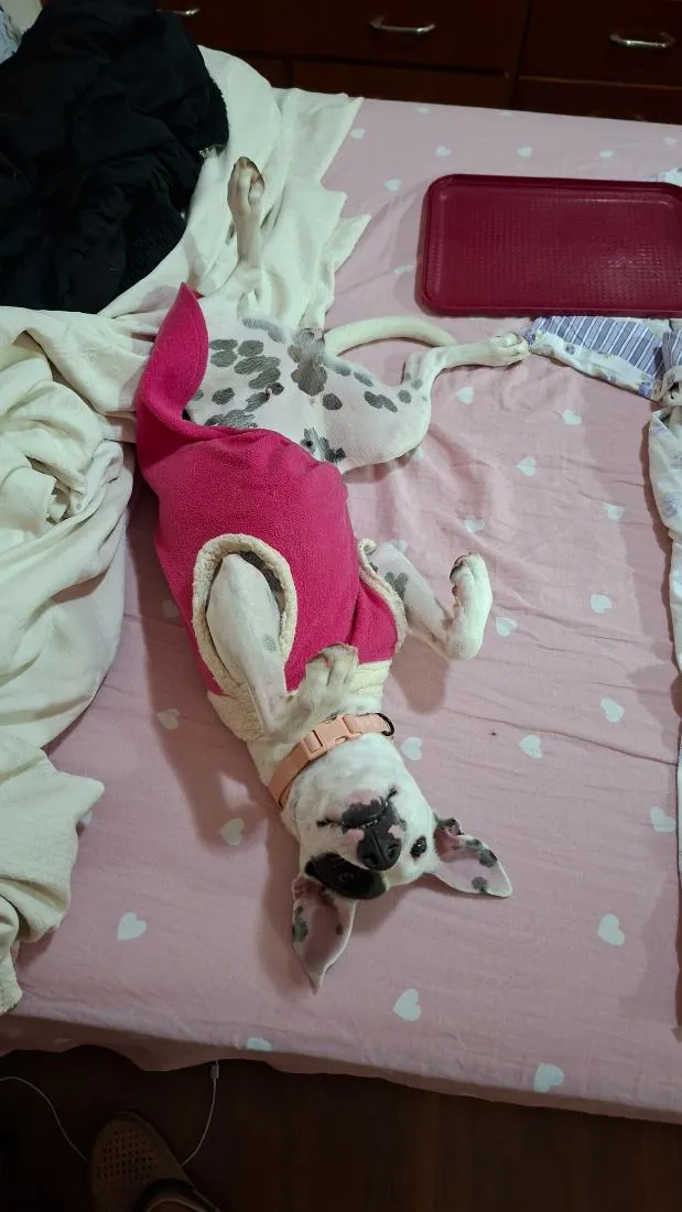 Cachorro raça SRD-ViraLata idade 7 a 11 meses nome Zoe