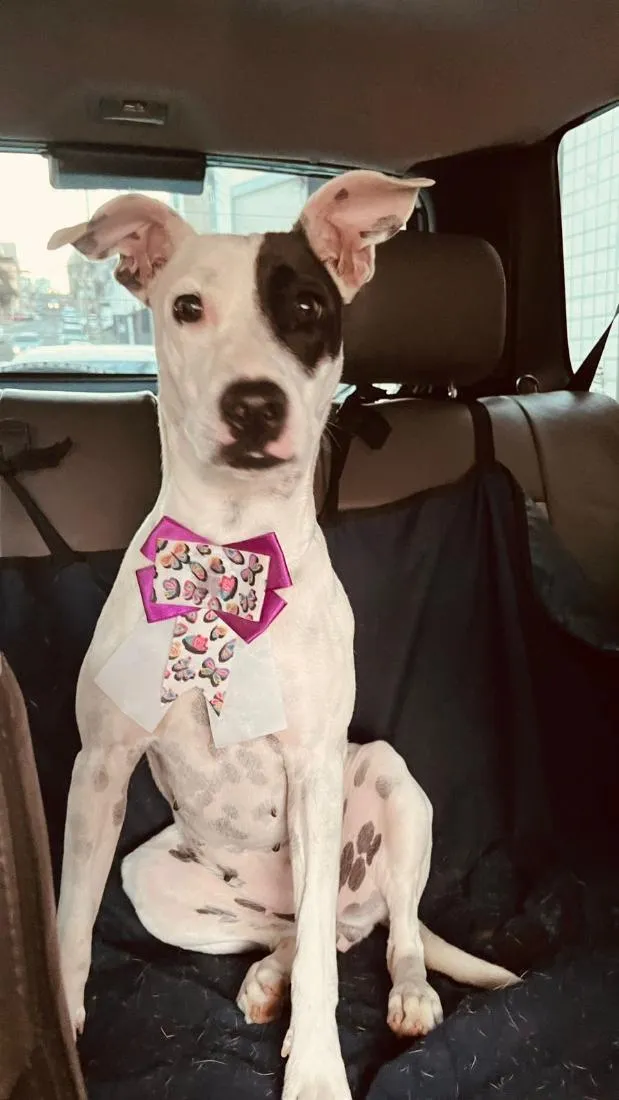 Cachorro raça SRD-ViraLata idade 7 a 11 meses nome Zoe