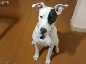 Cachorro raça SRD-ViraLata idade 7 a 11 meses nome Zoe