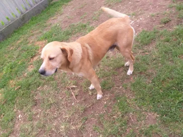 Cachorro raça SRD-ViraLata idade 6 ou mais anos nome Querido