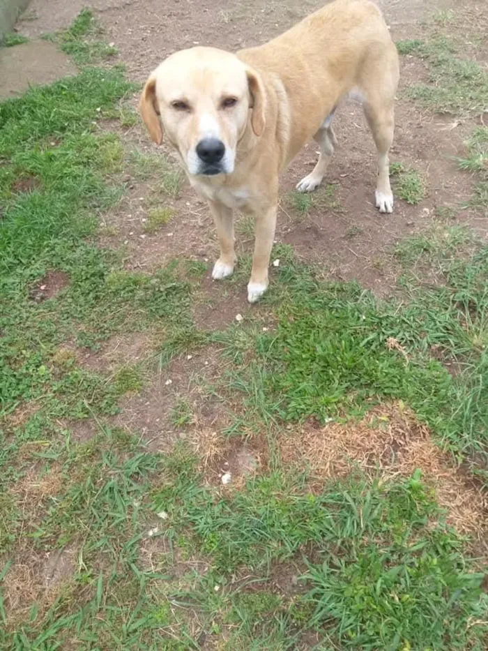 Cachorro raça SRD-ViraLata idade 6 ou mais anos nome Querido