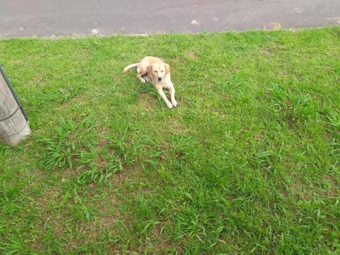 Cachorro raça SRD-ViraLata idade 6 ou mais anos nome Querido