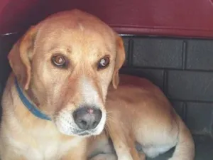 Cachorro raça SRD-ViraLata idade 6 ou mais anos nome Querido