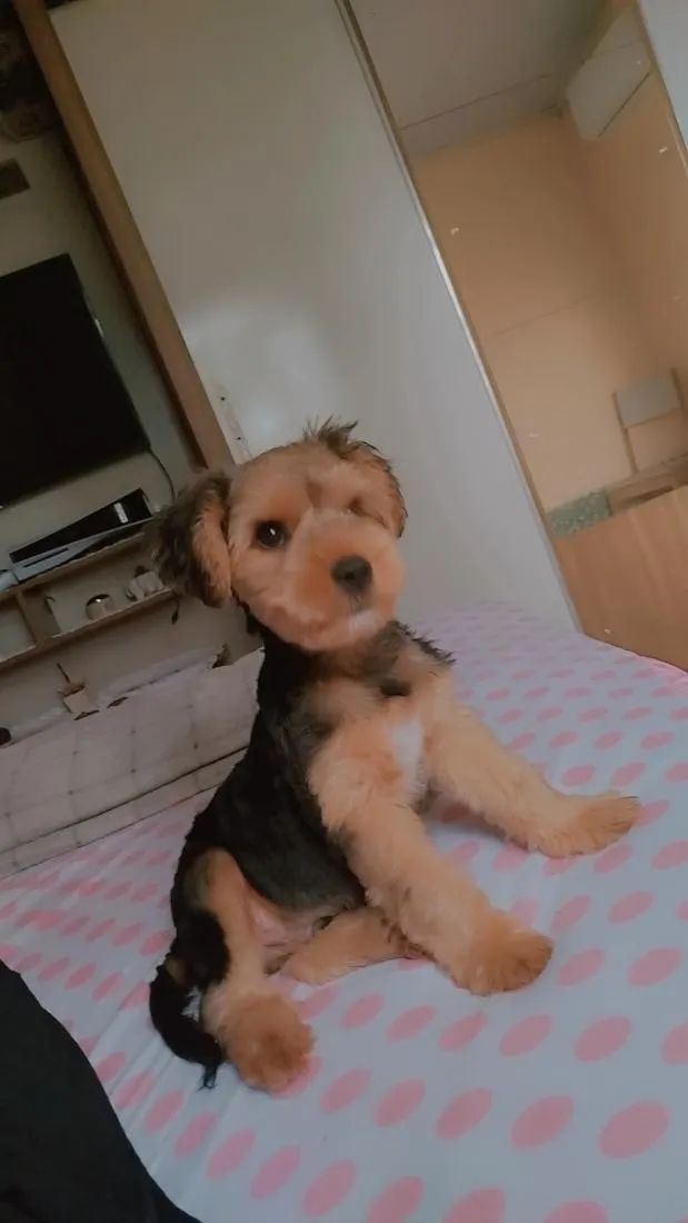 Cachorro raça Shitzu idade 2 anos nome Strix