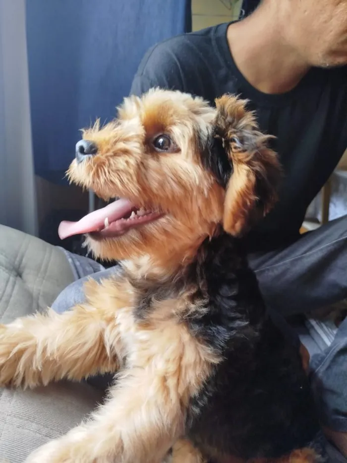 Cachorro raça Shitzu idade 2 anos nome Strix