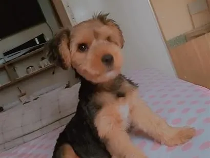 Cachorro raça Shitzu idade 2 anos nome Strix